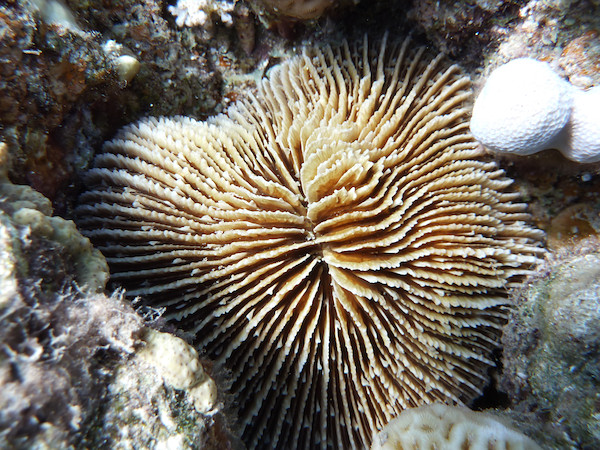 Tauchurlaub