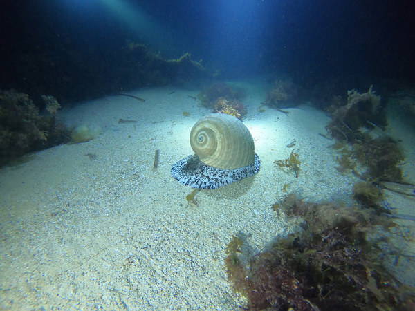 Tauchurlaub