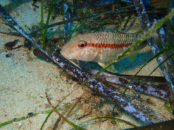 Tauchurlaub