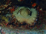 Tauchurlaub